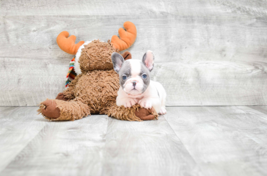 French Bulldog Pup Being Cute