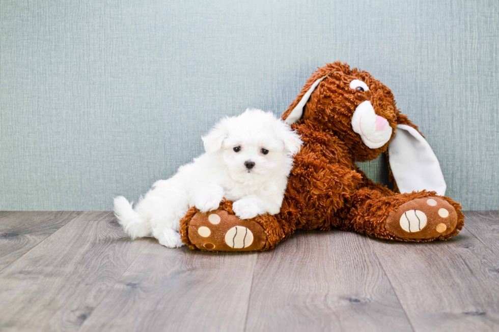 Little Maltese Baby