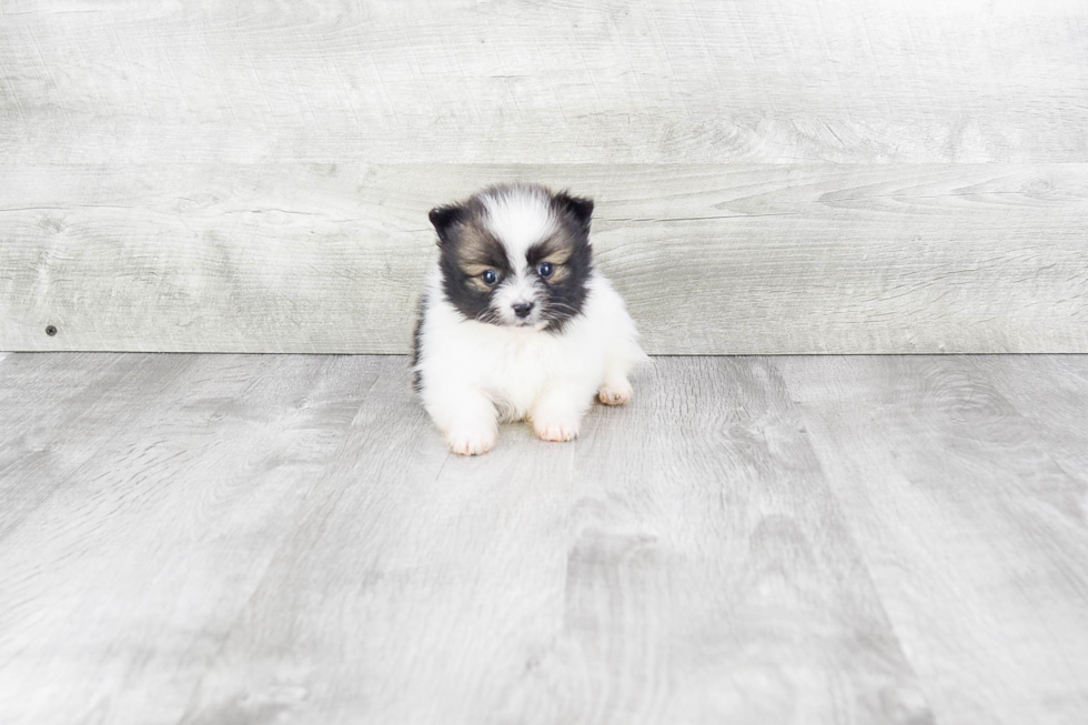 Pomeranian Pup Being Cute