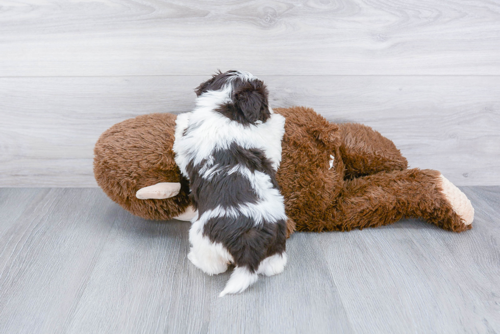 Havanese Pup Being Cute