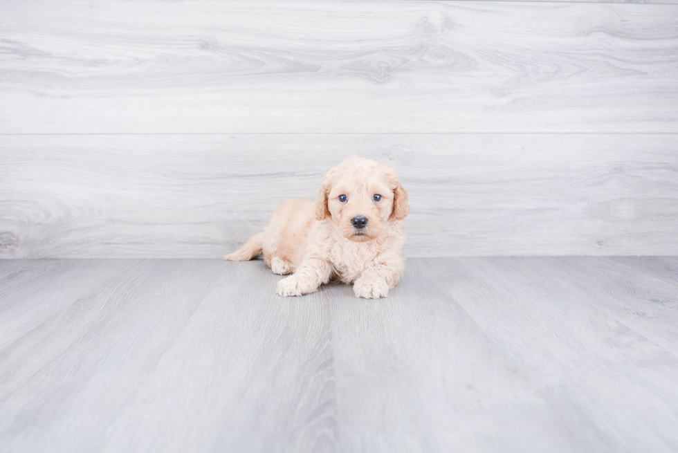 Mini Goldendoodle Puppy for Adoption