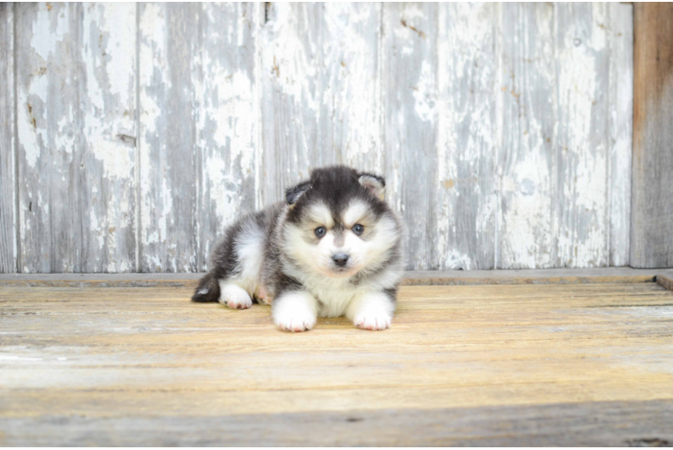 Funny Pomsky Designer Pup