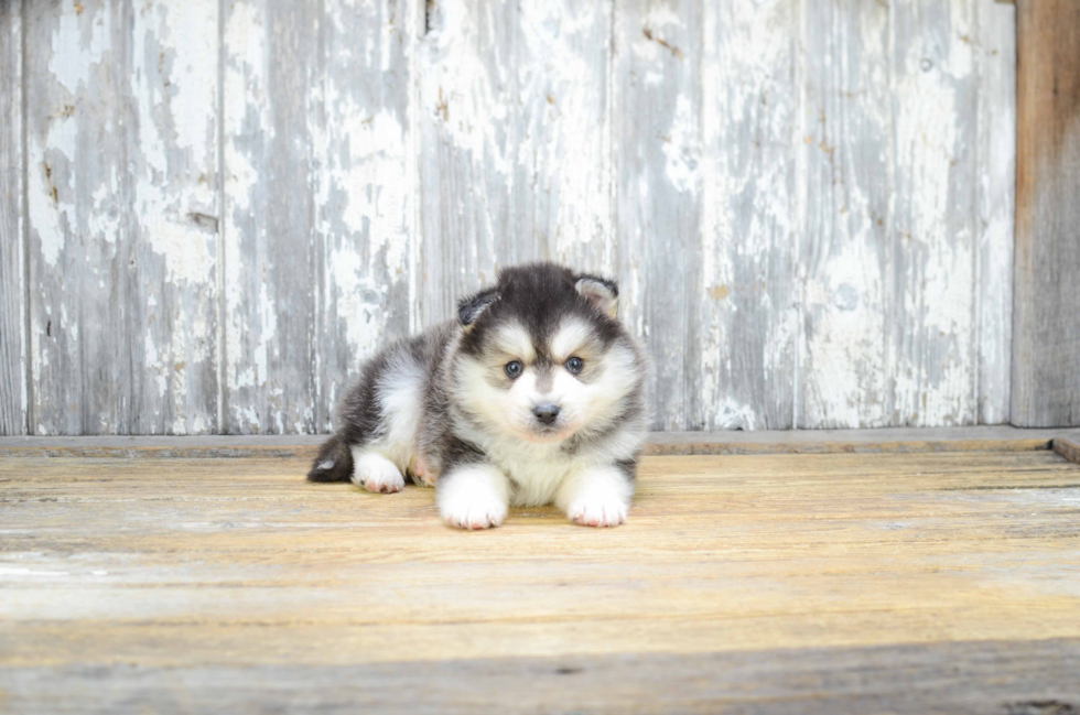 Funny Pomsky Designer Pup