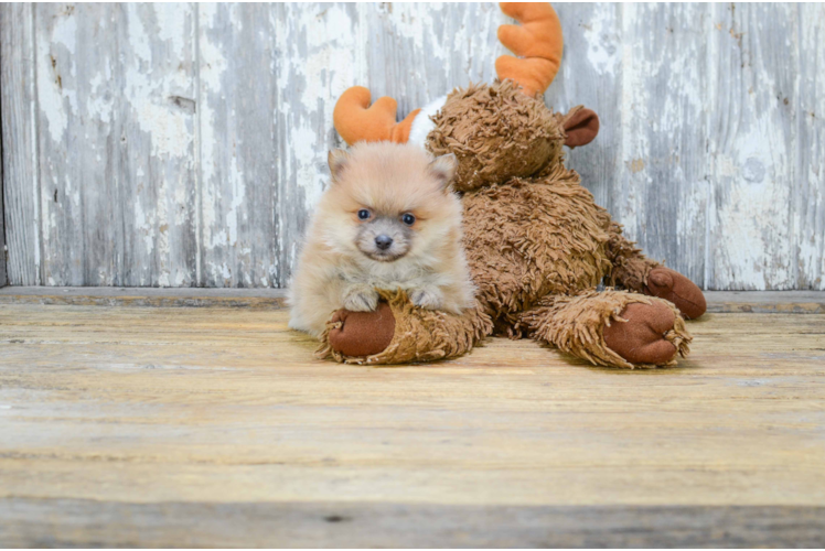 Pomeranian Pup Being Cute