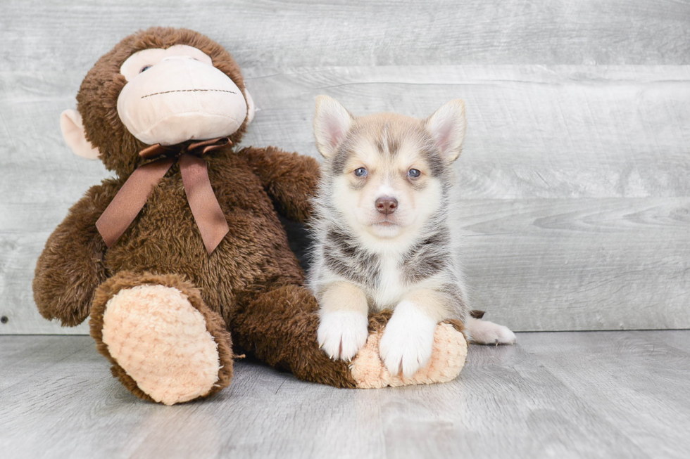 Playful Mini Husky Designer Puppy