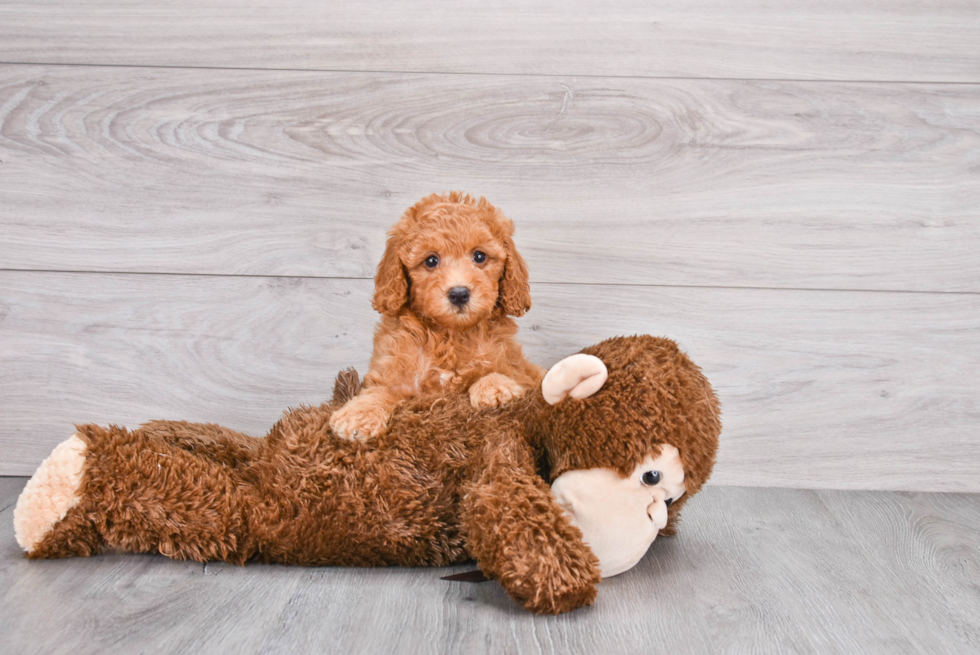 Best Mini Goldendoodle Baby