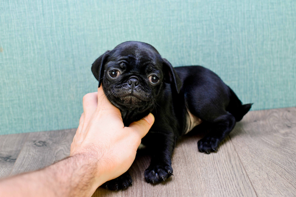 Best Pug Baby