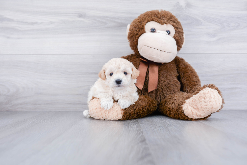 Adorable Maltese Poodle Poodle Mix Puppy