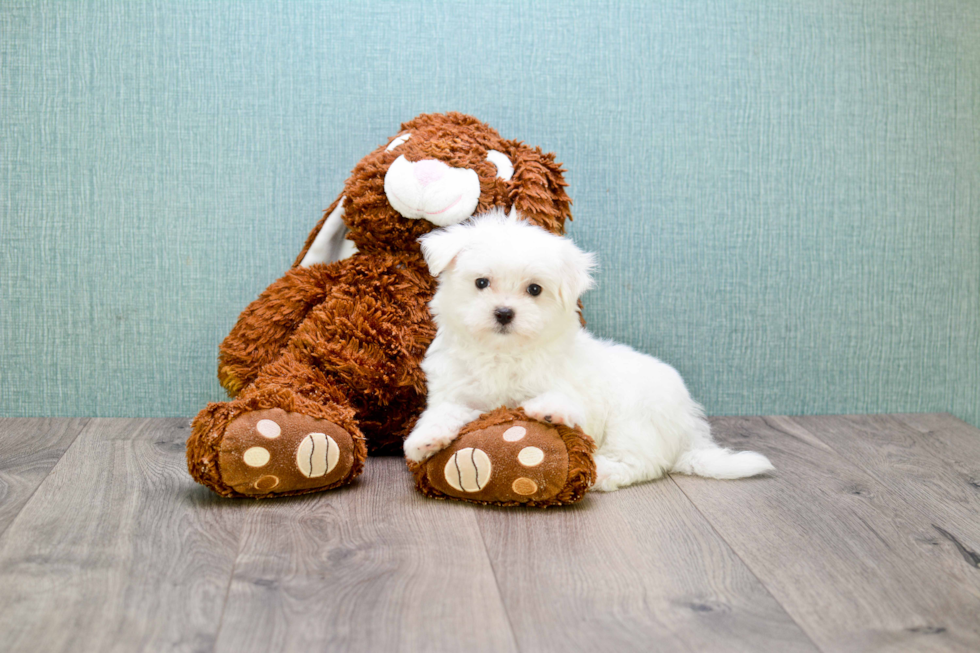 Akc Registered Maltese Baby