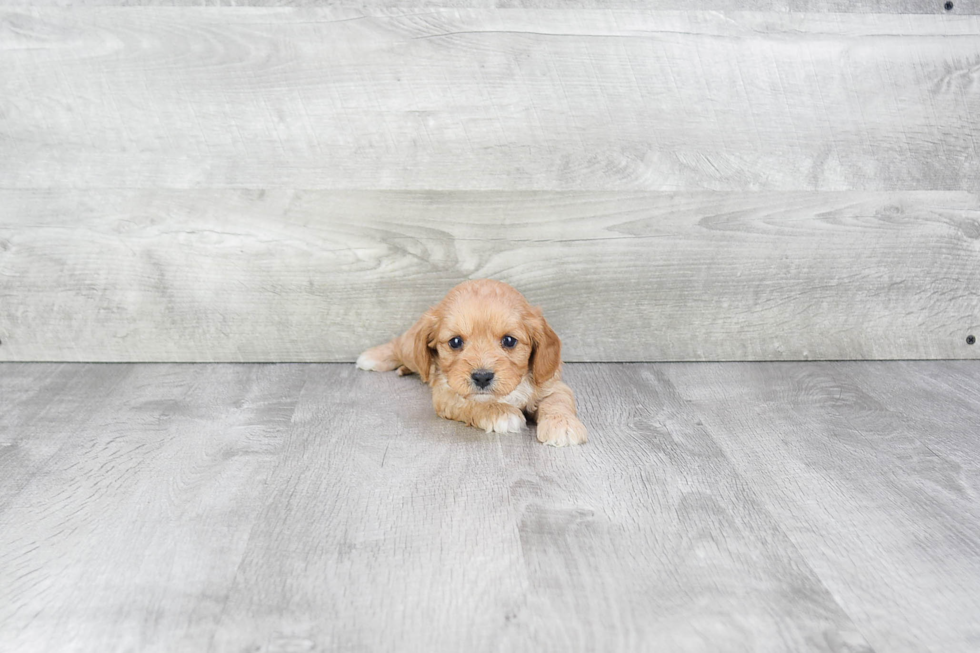 Cavapoo Puppy for Adoption