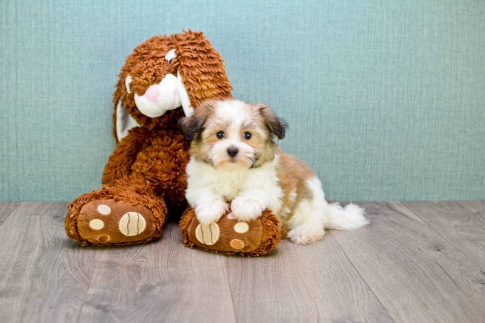 Havanese Puppy for Adoption