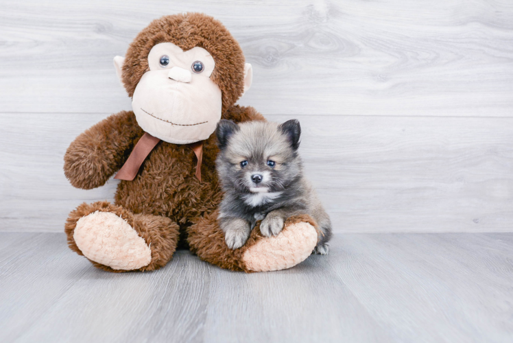 Fluffy Pomeranian Purebred Puppy