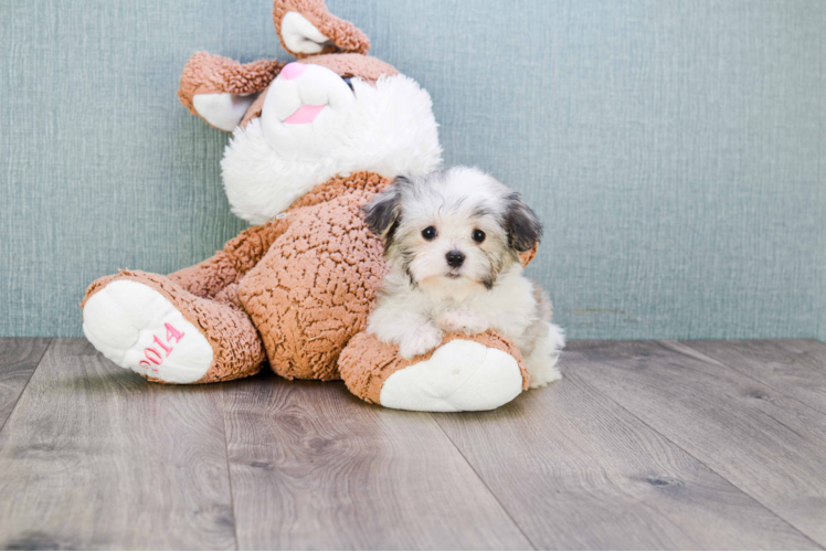 Havanese Pup Being Cute