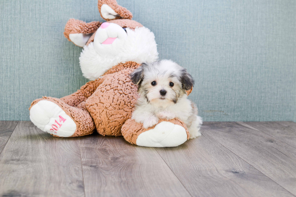 Havanese Pup Being Cute