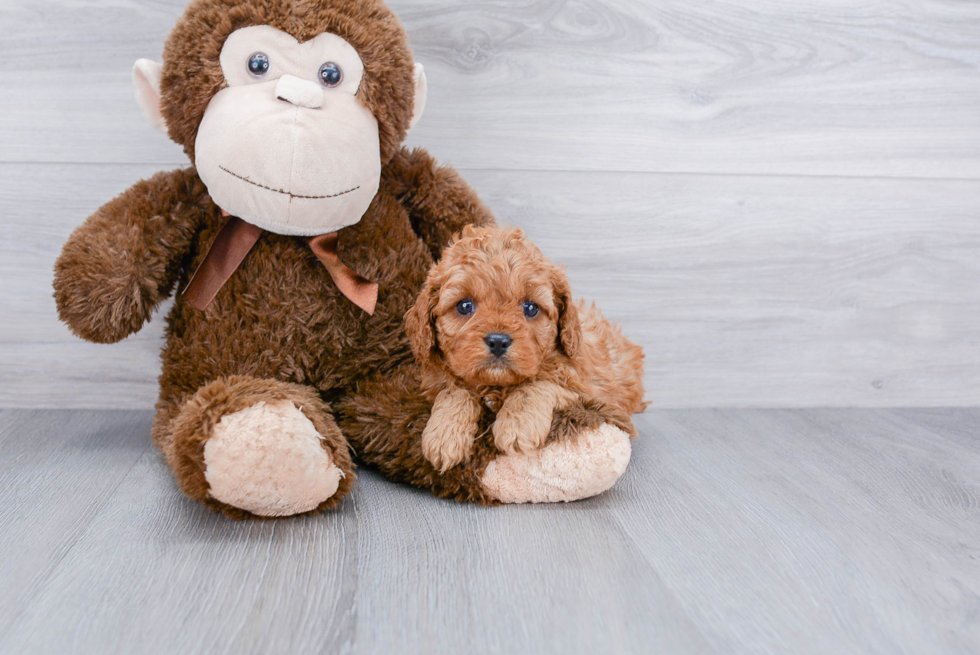 Best Cavapoo Baby