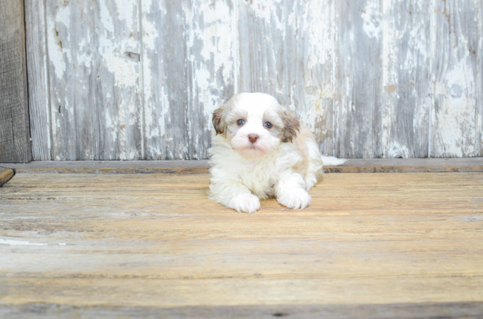 Playful Havanese Purebred Pup