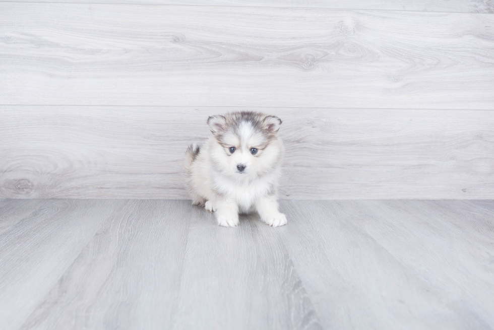 Playful Mini Husky Designer Puppy