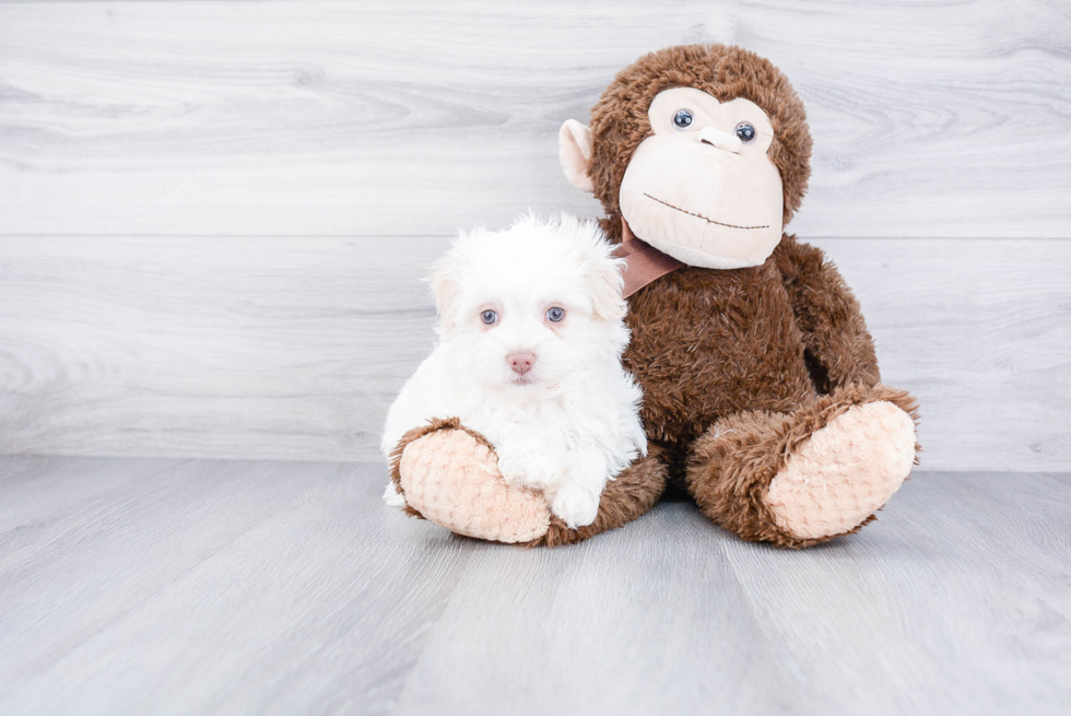 Best Havanese Baby