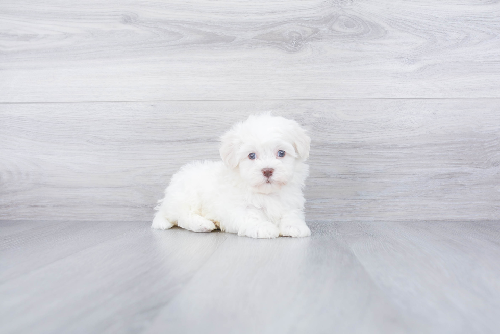 Little Havanese Purebred Pup