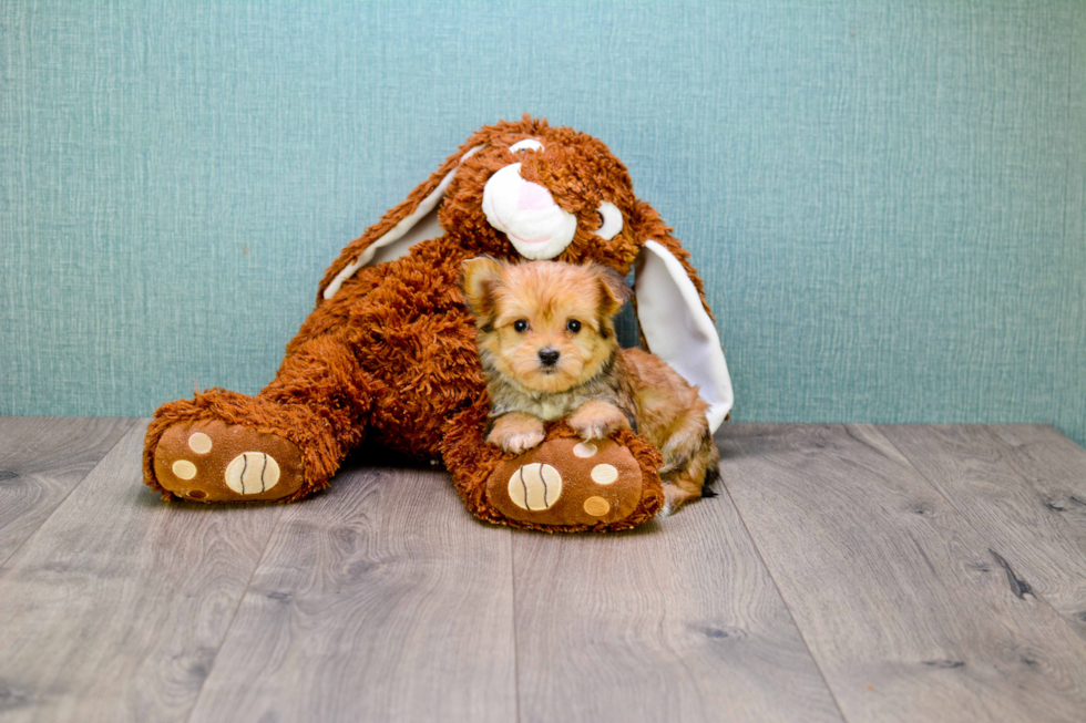 Sweet Morkie Baby