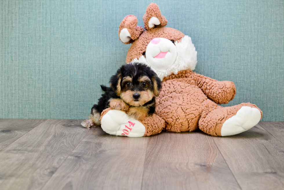 Happy Yorkie Poo Baby