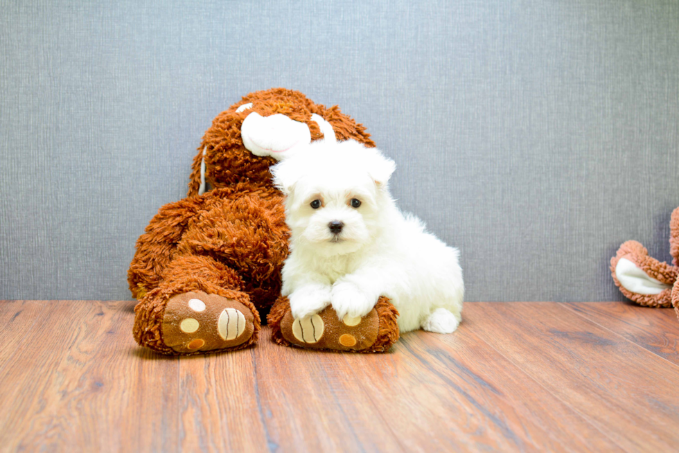 Maltese Pup Being Cute