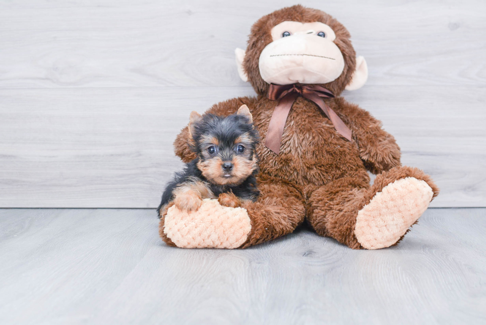 Meet Bella - our Yorkshire Terrier Puppy Photo 