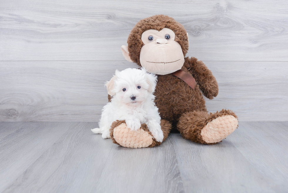 Energetic Maltepoo Poodle Mix Puppy