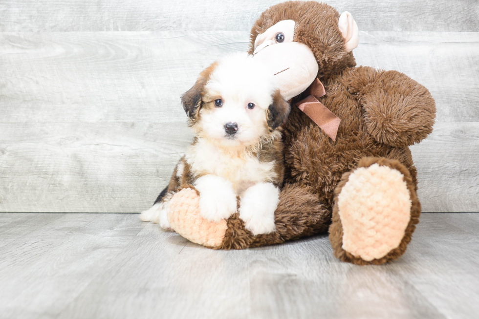 Little Mini Berniedoodle Poodle Mix Puppy