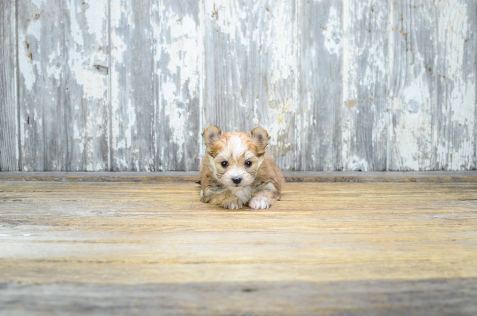 Best Morkie Baby