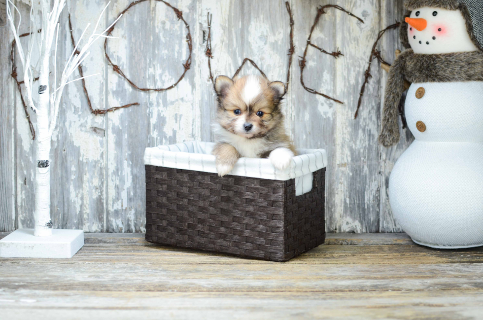 Playful Pomeranian Purebred Pup