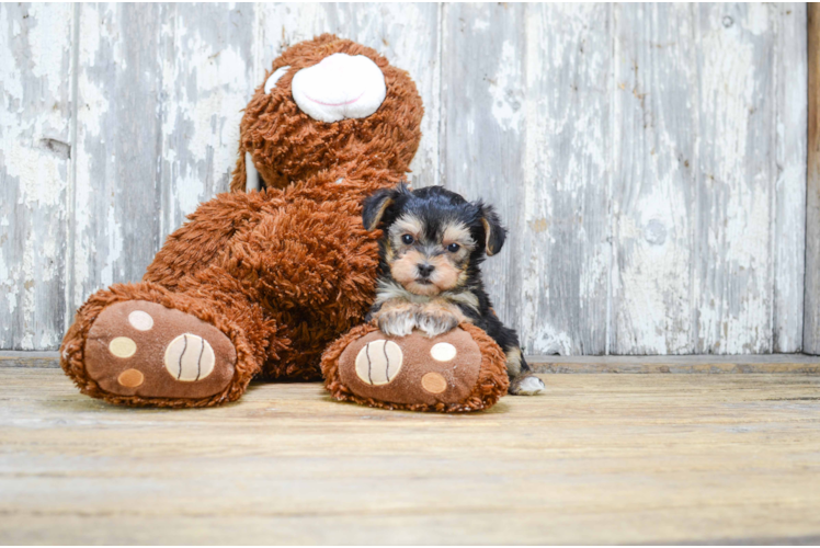 Yorkie Poo Pup Being Cute