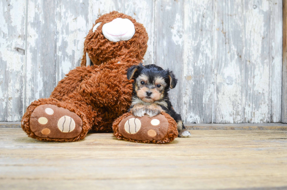 Yorkie Poo Pup Being Cute