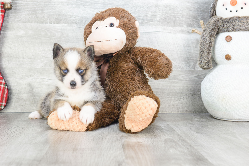 Hypoallergenic Mini Husky Designer Puppy