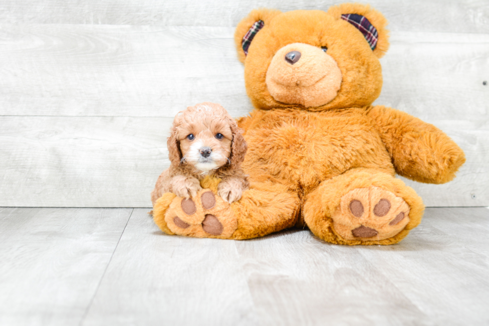 Energetic Cockerpoo Poodle Mix Puppy