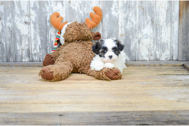 Sweet Teddy Bear Baby