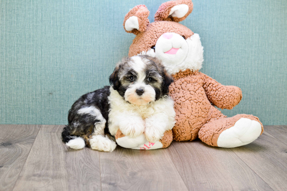 Havanese Puppy for Adoption