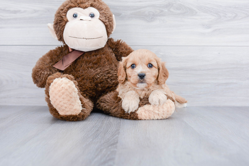 Cavapoo Pup Being Cute