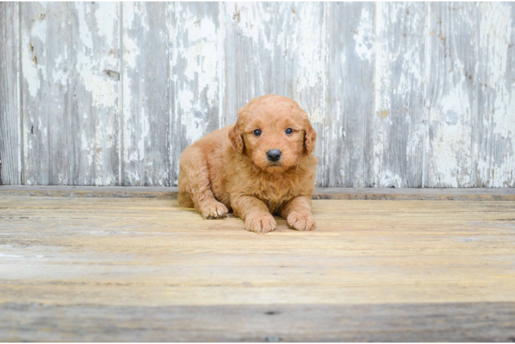 Smart Mini Goldendoodle Poodle Mix Pup