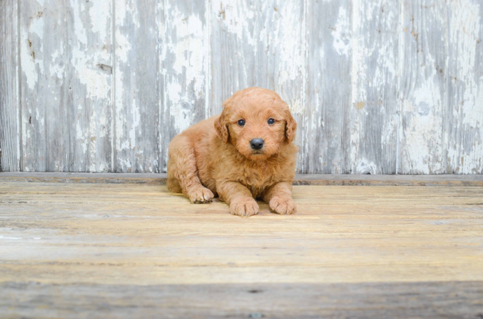 Smart Mini Goldendoodle Poodle Mix Pup