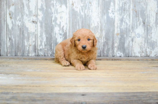 Smart Mini Goldendoodle Poodle Mix Pup