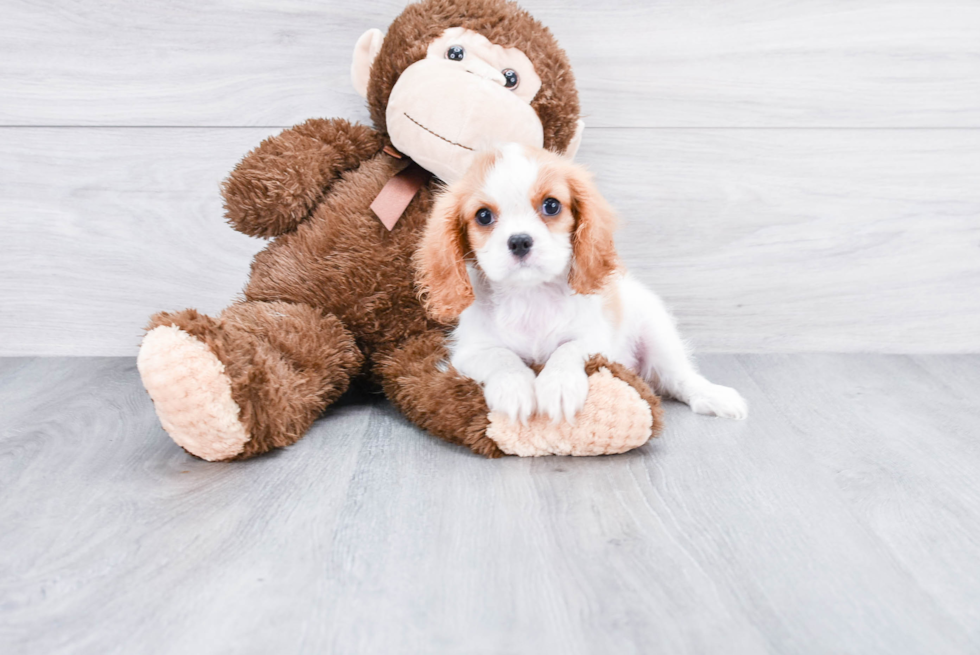 Funny Cavalier King Charles Spaniel Purebred Pup