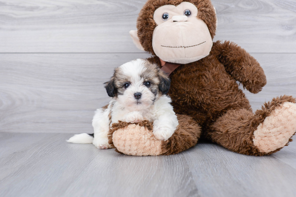 Fluffy Teddy Bear Designer Pup