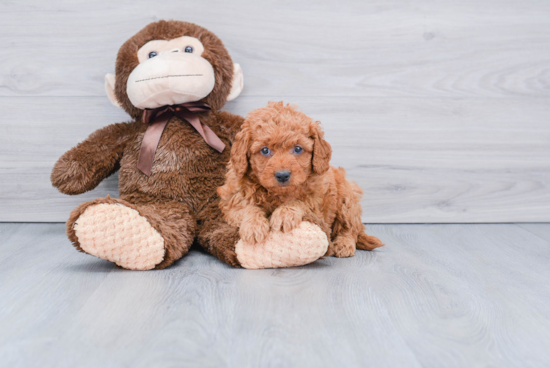 Hypoallergenic Golden Retriever Poodle Mix Puppy