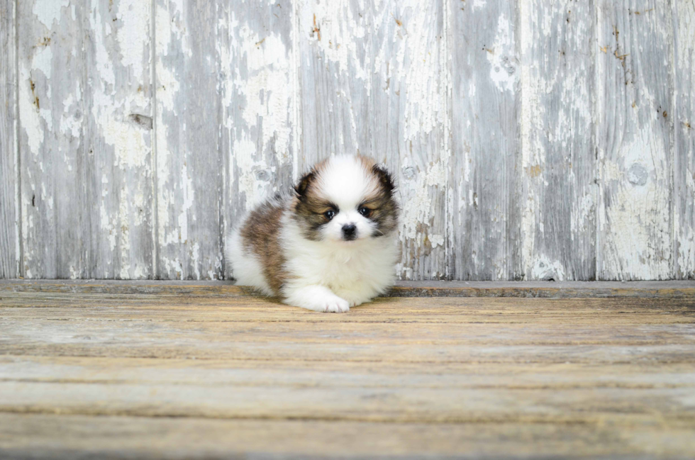 Akc Registered Pomeranian Baby