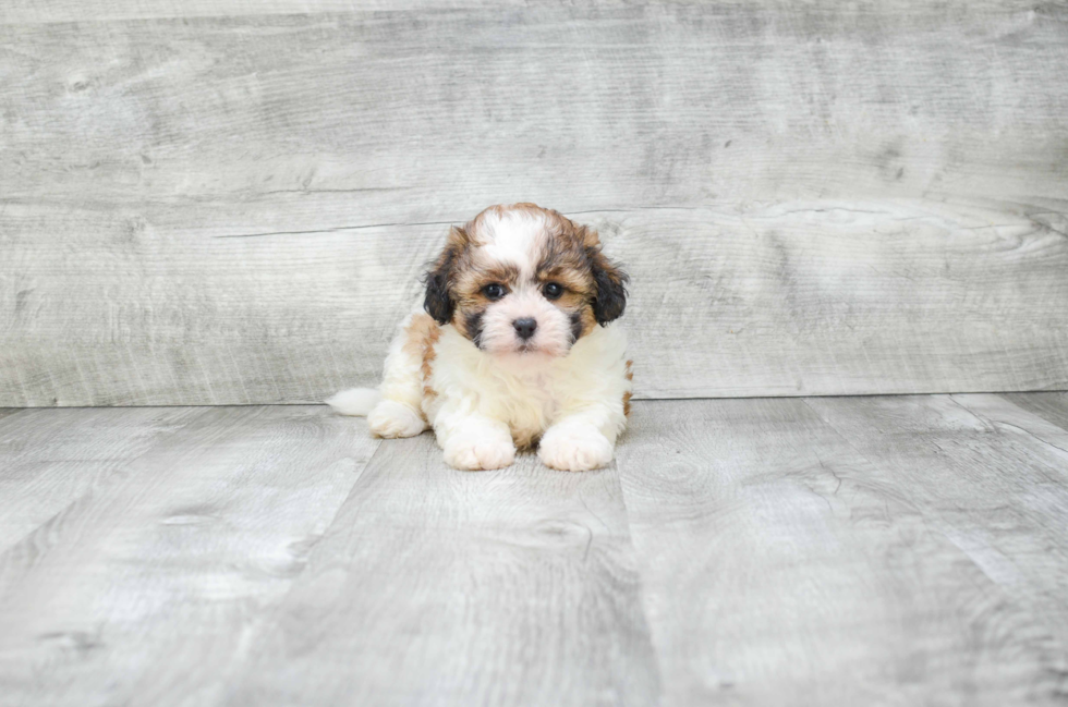 Teddy Bear Pup Being Cute