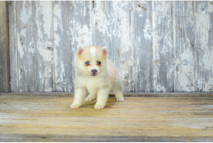 Petite Pomsky Designer Pup