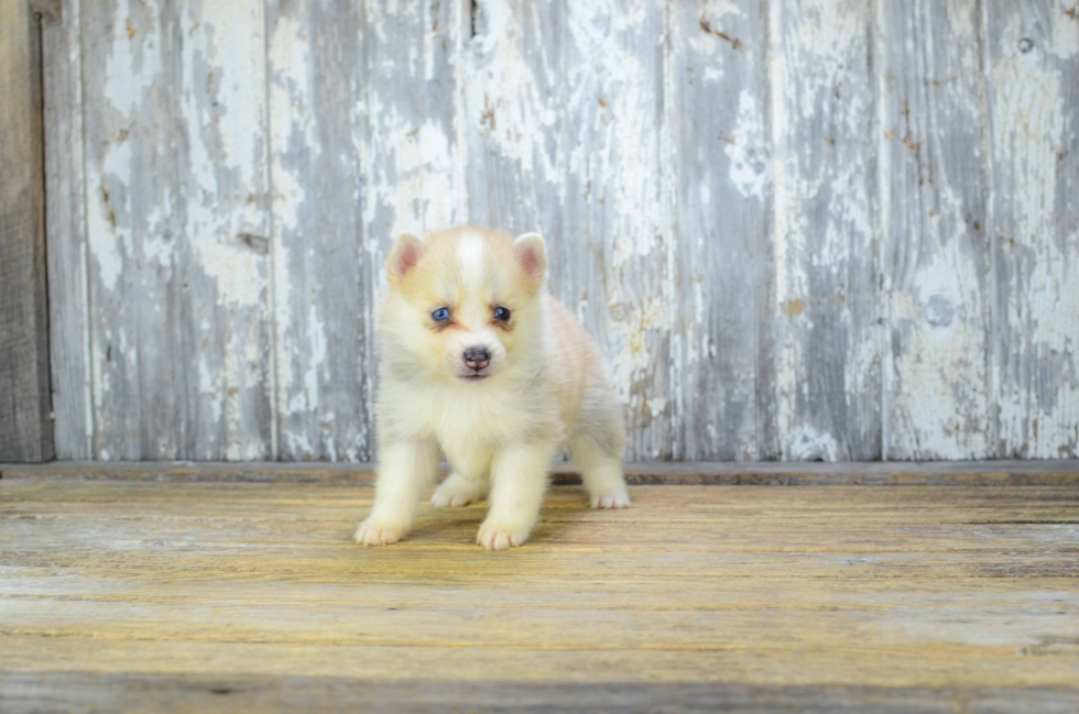 Petite Pomsky Designer Pup