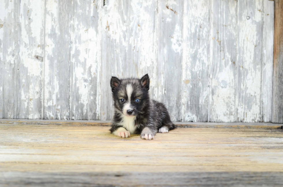 Best Pomsky Baby