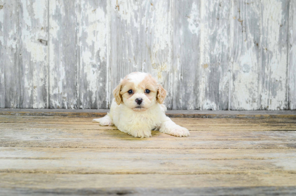 Petite Cavachon Designer Pup